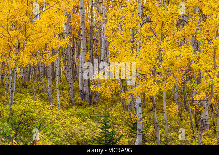 Autumn Color with Aspens turning - along Kebler Pass road west of Crested Butte, Colorado. Stock Photo