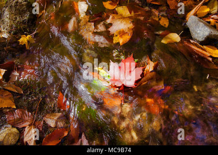 Many Colorful Red Maple Leaf Floating on the stream in Autumn. Stock Photo