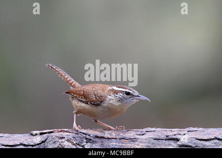 A Carolina wren Thryothorus ludovicianus foraging for food on a branch Stock Photo