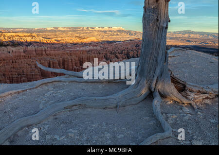 Dead tree and its long roots, with the Bryce Canyon in the background, Bryce Canyon National Park,Utah, United States. Stock Photo