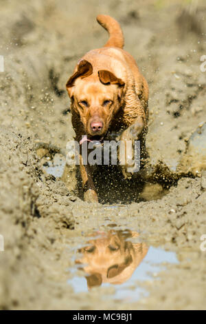 reflection of dog running through muddy field Stock Photo