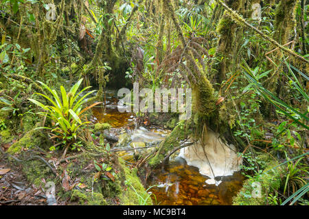 Blackwater stream in mossy montane rainforest at 1500m elevation. With natural river foam. Above Rio Nangaritza, Cordillera del Condor, Ecuador Stock Photo