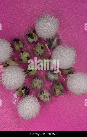 Different types of eggs in a nest with feathers on a wooden table Stock Photo