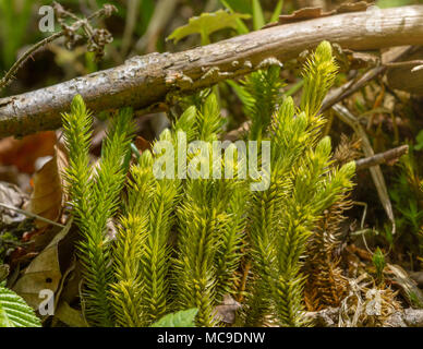 Ground pines Lycopodium Selago rare plant from Red List of Ukraine, Carpathian mountain, Ukraine. Huperzia selago Stock Photo