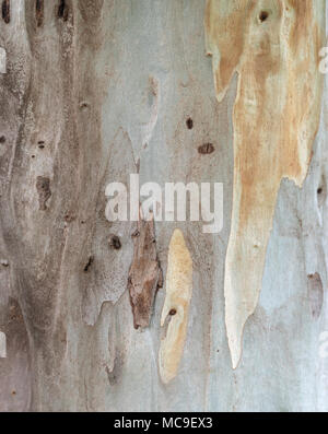 Bark of eucalyptus tree, close up view Stock Photo