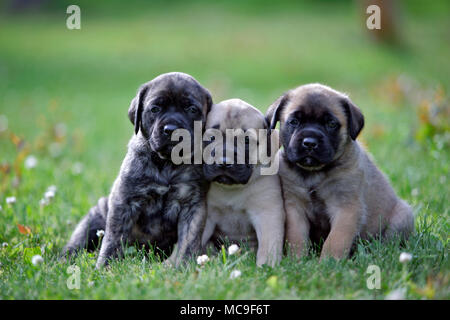 Three Mastiff Puppies together on grass Stock Photo