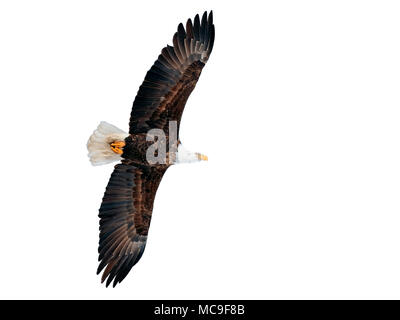 Beautiful mature Bald Eagle in flight on white background Stock Photo