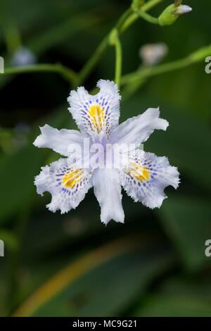 Iris japonica, Japanese Fringed Iris flower Stock Photo