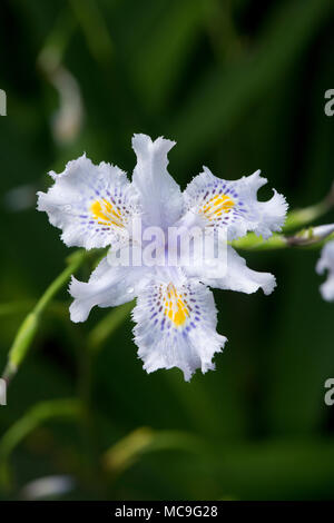 Iris japonica, Japanese Fringed Iris flower Stock Photo