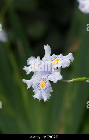 Iris japonica, Japanese Fringed Iris flower Stock Photo