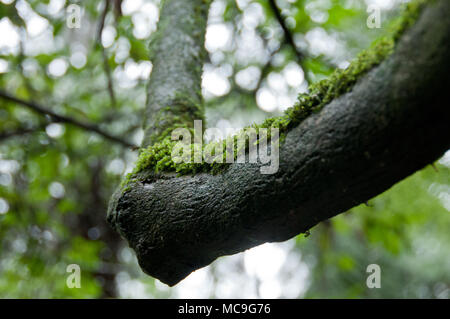 Mossy lichen on black humid tree trunk in forest Stock Photo