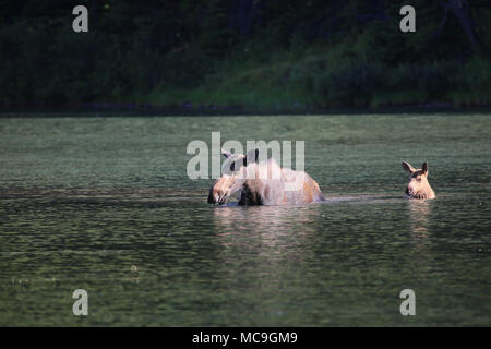 Moose and calf in lake in Glacier National Park Stock Photo