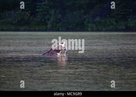 Moose in lake Stock Photo