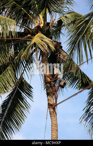 Sri Lankan man climbing a coconut palm tree to harvest resin for