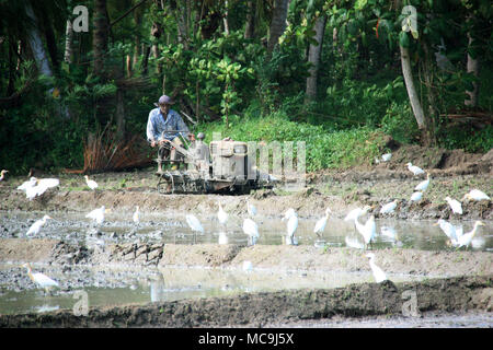 A Sri Lankan farmer plowing his rice fields near Yale National Park Stock Photo