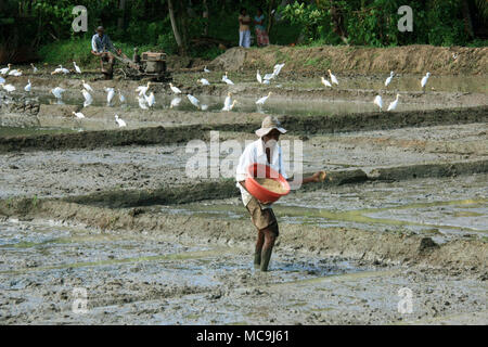 A Sri Lankan farmer sowing his rice fields near Yale National Park Stock Photo