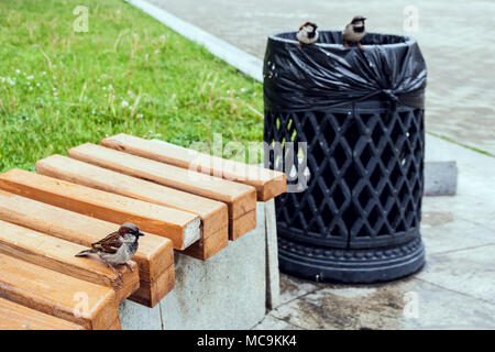 Sparrows in city park sit one on bench and two on urn. Stock Photo