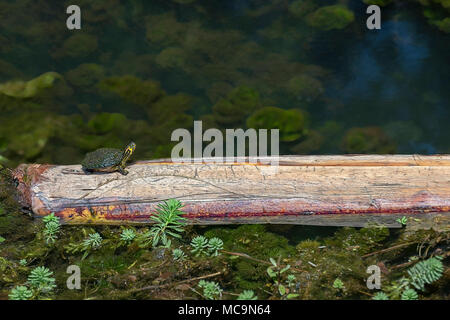small painted turtle sitting on a log basking in the sun at veterans park callaway florida Stock Photo