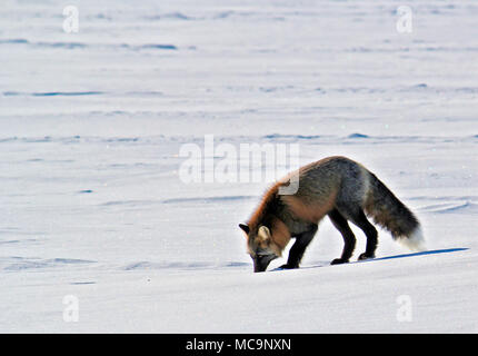 Red Fox (Vulpes vulpes) sniffing in the snow in winter, outside of Inuvik, Northwest Territories, 250 kilometres north of the Arctic Circle, Canada. Stock Photo