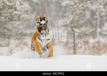 Siberian tiger jump in snow in a winter taiga. Tiger in wild winter nature. Danger animal. Siberian tiger in the winter taiga. Snowflake with beautifu Stock Photo