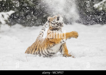 Siberian tiger jump in snow in a winter taiga. Tiger in wild winter nature. Danger animal. Siberian tiger in the winter taiga. Snowflake with beautifu Stock Photo