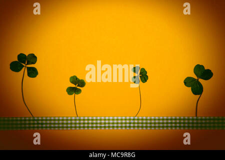 4 pressed four-leaved clovers on yellow background with ribbon. Stock Photo