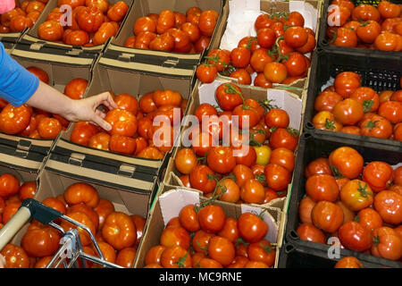 woman customer in the market selects tomatoes (only her hand is visible) Stock Photo