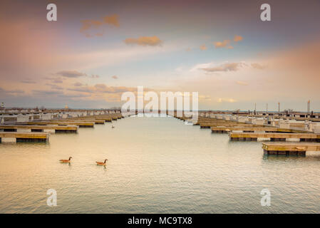 Two geese on beautiful Lake Michigan sunset in Chicago Illinois Stock Photo