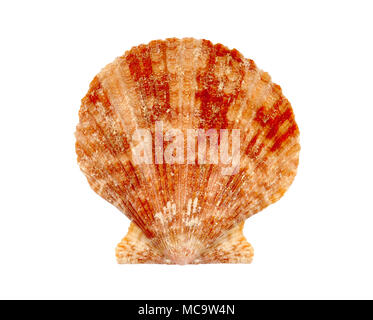 Clam or scallop seashell isolated on white background Stock Photo