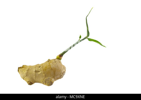 Fresh ginger on white background, herb medical concept. Stock Photo