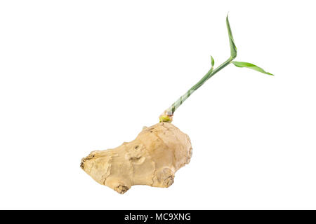 Fresh ginger on white background, herb medical concept. Stock Photo