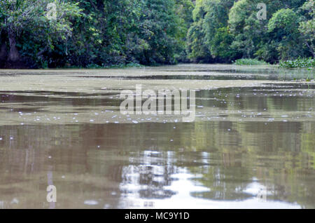 Kinabatangan, Malaysia - 09 May 2013 : Tourists on a boat cruise along the river of Kinabatangan, some of the most diverse concentration of wildlife i Stock Photo