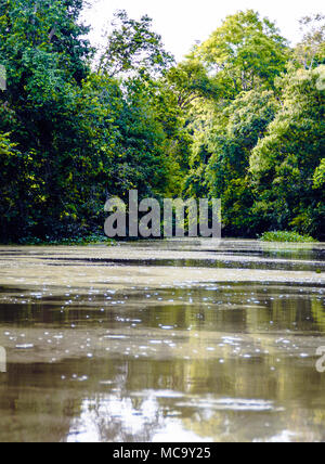 Kinabatangan, Malaysia - 09 May 2013 : Tourists on a boat cruise along the river of Kinabatangan, some of the most diverse concentration of wildlife i Stock Photo