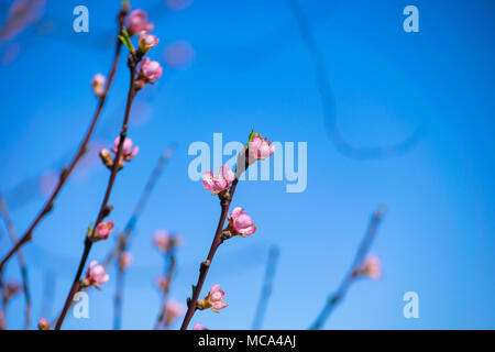 Peach blossom Flower, Prunus persica