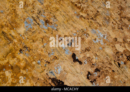 Two species of lichens (white-to-bluish, Acarospora glaucocarpa; black, Staurothele areolata) growing on calcareous sandstone: San Rafael Swell, Utah Stock Photo