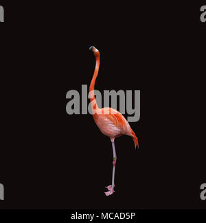 Pink flamingo isolated on black close up. Post card. wallpaper pattern Stock Photo