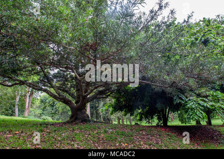 Big tree in Royal Gardens of Peradenia Stock Photo