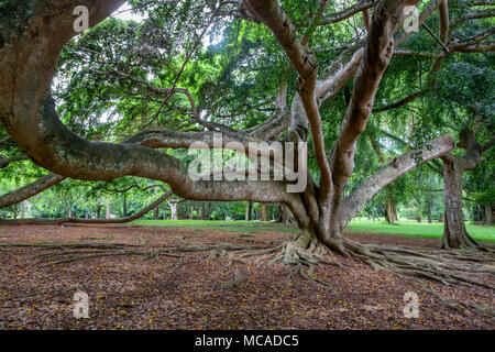 Big tree in Royal Gardens of Peradenia Stock Photo