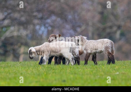3 new young baby spring lambs running and playing in a welsh farm field Stock Photo