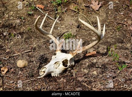 Skull and antlers of an eight point whitetail deer  on a forest floor. Stock Photo