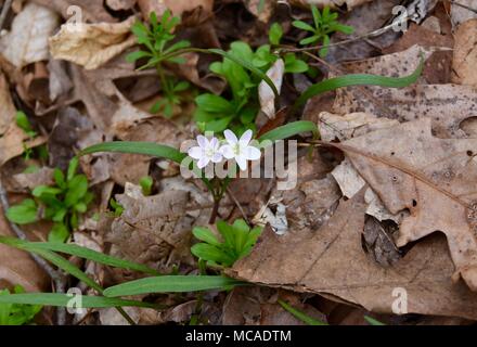 A pair of white spring beauty flowers emerging in a spring forest. Stock Photo