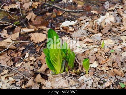 Bright green leaves and purple and green flowers of a skunk cabbage plant emerging in a spring forest.