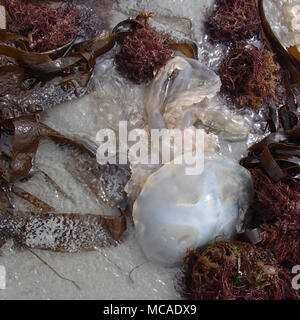 Stranded Big Jellyfish between Brown Seaweeds Stock Photo