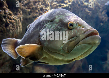 A dusky grouper, epinephelus marginatus at Cretaquarium in Heraklion city, Crete Island - Greece. Stock Photo