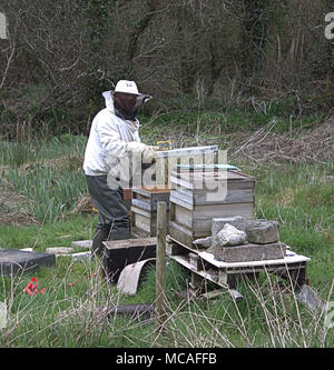 apiarist, bee keeper checking the condition of the honey combs in a bee hive at the start of spring. Stock Photo