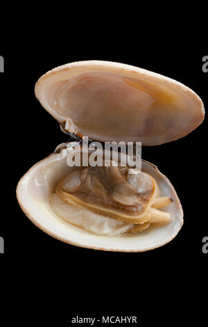 Gathered Clam Shell