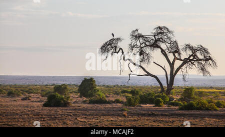 African savanna, flat land with silhouette of one dry tree, heron bird sitting on the top branch. Amboseli national park, Kenya Stock Photo