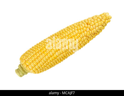Husked cob of sweet corn, also sugar corn. Fresh vegetable with high sugar content. Immature harvested and in milk stage. Zea mays. Food photo. Stock Photo