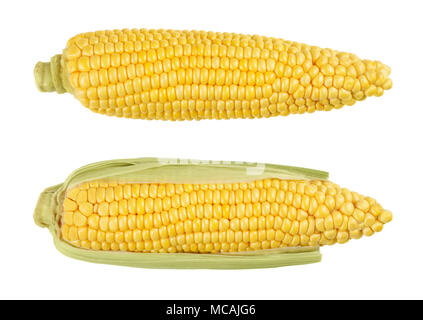 Two husked cobs of sweet corn, also sugar corn. Fresh vegetable with high sugar content. Immature harvested, in milk stage. Zea mays. Food photo. Stock Photo