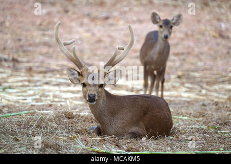 male and female hog deer ( Hyelaphus porcinus ) Stock Photo